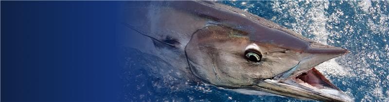 Fishing Cities Header