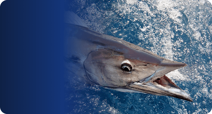 Fishing Cities Header